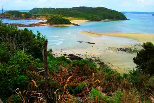 Image of Stewart Island showing a sandy beach and lush trees