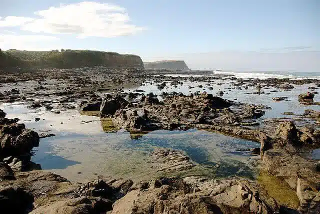 Image of the petrified forest at Curio Bay on the Catlins coast