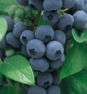 Mamaku Blueberries