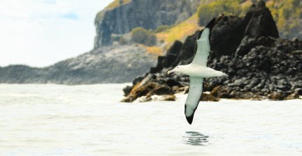 Albatross soaring over the ocean near rocky cliffs