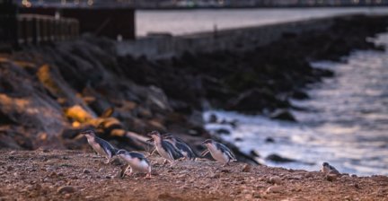 Little blue penguins walking along a rocky shore at dusk