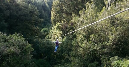 Person ziplining over a forested area