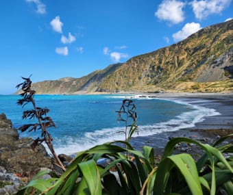 Scenic coastal view with blue waters, cliffs, and plants in the foreground