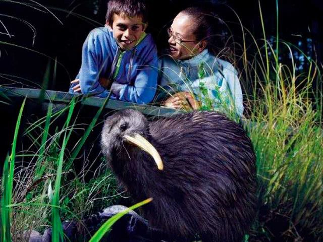 Mitai Maori Village Kiwi Bird